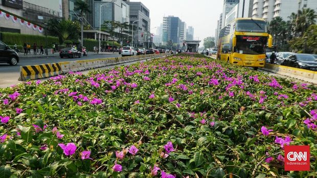 Tanaman bougenville amenities menghiasi Jalan Sudirman-Thamrin, Jakarta. Senin, 19 Agustus 2019. Bougenville amenities memiliki serapan polusi udara kategori tinggi sebesar 45,44 mikrogram/gram. CNN Indonesia/Andry Novelino