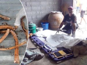 Waduh! Pria Thailand Ini Tewas Setelah Makan Katak Beracun Waduh! Pria Thailand Ini Tewas Setelah Makan Katak Beracun