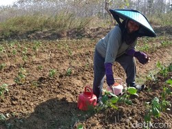 Musim Kemarau Jadi Biang Kerok Harga Cabai Naik