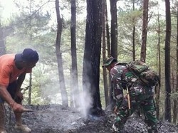 Dua Kebakaran Hutan Terjadi di Trenggalek dalam Sehari