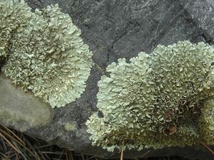 Diklaim Bisa Bikin Mr P Kuat, Batu Berlumut Ini Ramai Dijilat