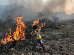 Tertimpa Pohon Saat Padamkan Api di Tahura Senami, Anggota Manggala Agni Tewas