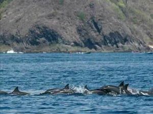 Bermain Bersama Lumba-lumba di Pantai Wane, Bima