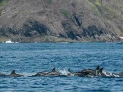 Bermain Bersama Lumba-lumba di Pantai Wane, Bima