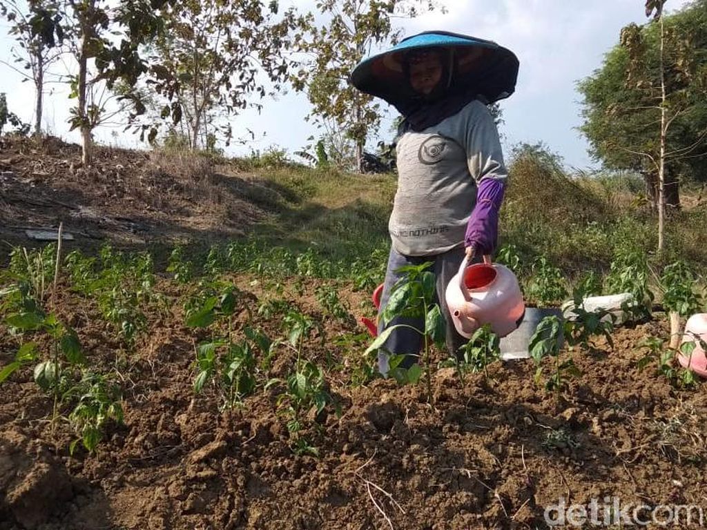Tanaman Cabai Banyak yang Layu, Petani Lamongan Mulai Cemas Tanaman Cabai Banyak yang Layu, Petani Lamongan Mulai Cemas