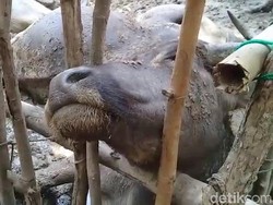 Puluhan Kerbau Mati Mendadak di Sumsel, Diduga Diserang Penyakit Ngorok