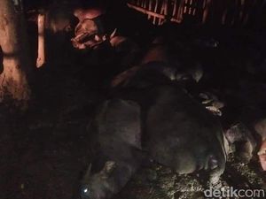 Pengembala Bersama 21 Kerbau Mati Tersambar Petir di Tapteng Pengembala Bersama 21 Kerbau Mati Tersambar Petir di Tapteng