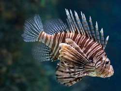 Si Cantik Lionfish Lebih Bikin Penasaran Dibanding Riset Obat Kanker
