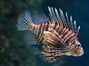 Si Cantik Lionfish Lebih Bikin Penasaran Dibanding Riset Obat Kanker Si Cantik Lionfish Lebih Bikin Penasaran Dibanding Riset Obat Kanker