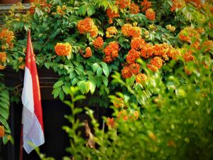 Merah Putih semerbak harum bunga