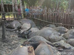 Puluhan Kerbau di OKI Mati Mendadak Diduga Diserang Penyakit Ngorok