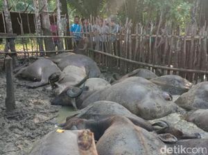 114 Kerbau Mati Mendadak di Riau, Ini Penyebabnya 114 Kerbau Mati Mendadak di Riau, Ini Penyebabnya