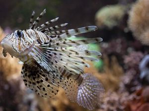 3 Mahasiswa UI Kembangkan Obat Kanker Serviks dari Racun Duri Lionfish