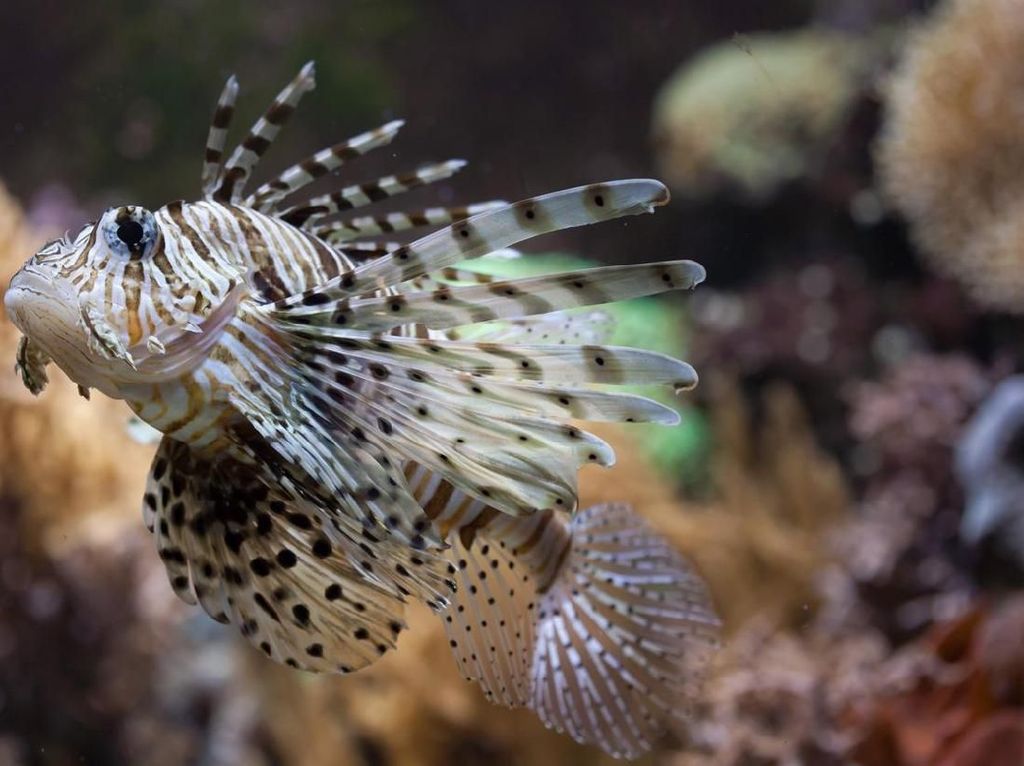 3 Mahasiswa UI Kembangkan Obat Kanker Serviks dari Racun Duri Lionfish 3 Mahasiswa UI Kembangkan Obat Kanker Serviks dari Racun Duri Lionfish