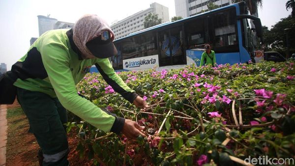 Tanaman Bugenvil Jadi Solusi Pemprov DKI Atasi Polusi Udara