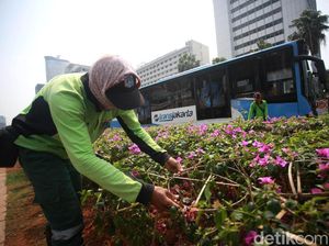 Tanaman Bugenvil Jadi Solusi Pemprov DKI Atasi Polusi Udara
