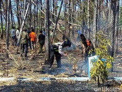Total 11 Hektare Lahan Perhutani di Ponorogo Terbakar Sejak Juli