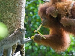 Peringati Hari Orang Utan Sedunia, Kebakaran Hutan Jadi Sorotan