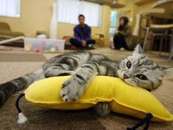 Wanita Ini Rela Hidup Miskin Demi Buka Kafe Untuk Kucing