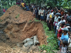 Ratusan Warga Saksikan 19 Kerbau Mati Tersambar Petir Dikubur