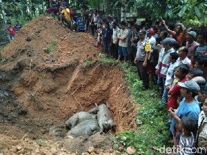 Ratusan Warga Saksikan 19 Kerbau Mati Tersambar Petir Dikubur Ratusan Warga Saksikan 19 Kerbau Mati Tersambar Petir Dikubur