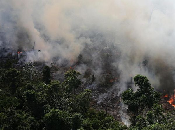 Hutan Amazon Alami Kebakaran Terburuk Tahun Ini