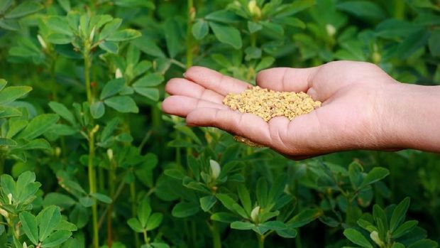 ilustrasi fenugreek