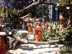 Penjelasan Pihak Universitas Pancasila soal Pohon Tumbang Timpa Mobil