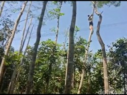 PLN Pangkas Puluhan Pohon di Bawah SUTET Cilawu Tasikmalaya