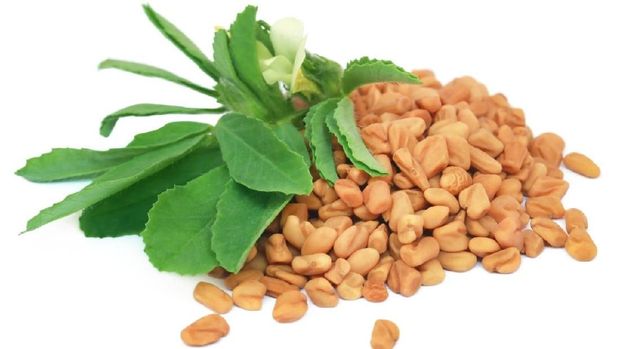ilustrasi fenugreek