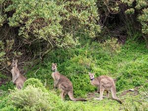 Jawaban Ilmiah Mengapa Kanguru Hanya Ada di Australia