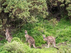 Jawaban Ilmiah Mengapa Kanguru Hanya Ada di Australia