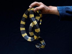 Satpam Tewas Digigit Ular, Ini Pertolongan Pertama Gigitan Ular Berbisa