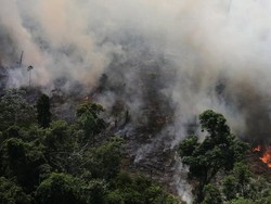 Memprihatinkan! Kebakaran Hutan Amazon Capai Rekor Tahun Ini