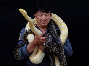 Mengintip Kehidupan Pemburu Ular dari Thailand