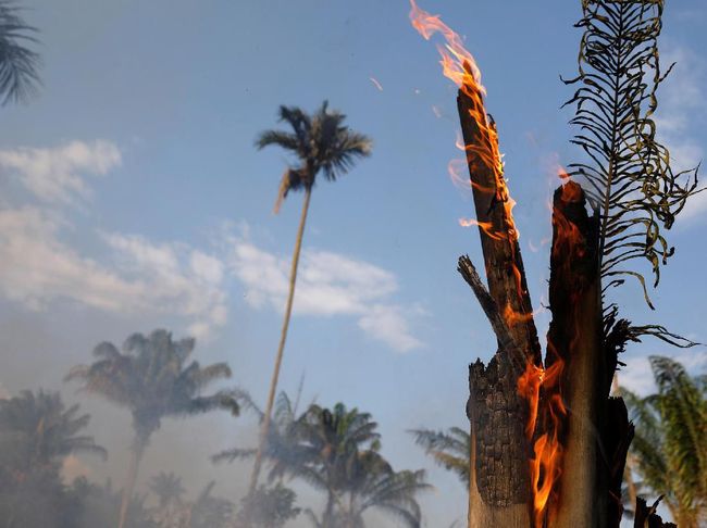 Berita 5 Fakta Hutan Amazon yang Alami Kebakaran Parah Jumat 19 April 2024