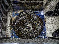 Jarang Kebakaran, Damkar Thailand Lebih Sering Tangkap Ular