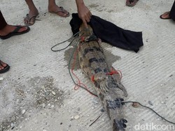 Ngeri! Ada Buaya Masuk Kolam Ikan di Kampar