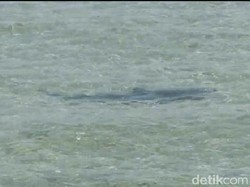 Tentang Hiu yang Merapat ke Pantai Nusa Dua