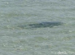 Gerombolan Hiu Menepi ke Pantai Nusa Dua, Diduga karena Ikan Pelagis