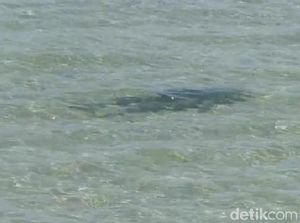 Gerombolan Hiu Menepi ke Pantai Nusa Dua, Diduga karena Ikan Pelagis Gerombolan Hiu Menepi ke Pantai Nusa Dua, Diduga karena Ikan Pelagis