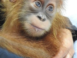 Bayi Orang Utan Asal Aceh Direhabilitasi di Sumut