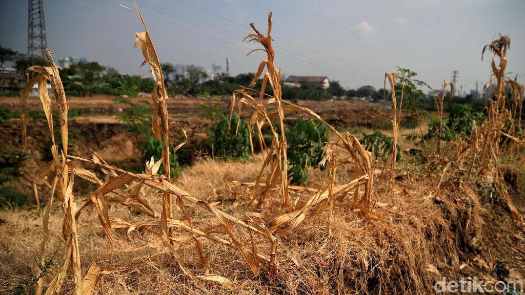 Lahan Pertanian di BKB Jakarta Dilanda Kekeringan