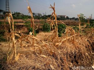 Lahan Pertanian di BKB Jakarta Dilanda Kekeringan