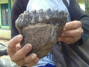 Warga Temukan Fosil Rahang Gajah Purba di Cisaga Ciamis