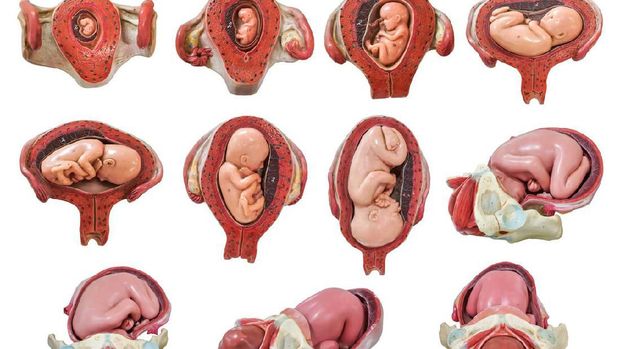 Fetus development model from the first month to the nineth month