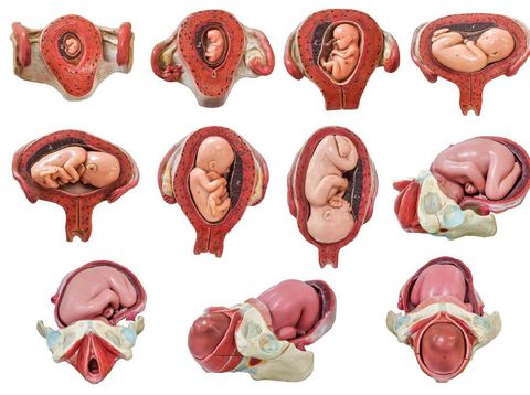 Fetus development model from the first month to the nineth month