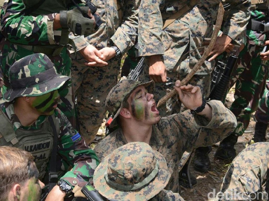 Latihan di Hutan Banyuwangi, Marinir AS Terheran-heran Khasiat Kayu Bajakah Latihan di Hutan Banyuwangi, Marinir AS Terheran-heran Khasiat Kayu Bajakah