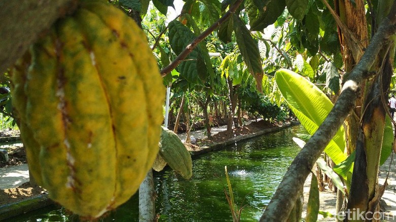 Mengintip Tumpangsari Kakao dan Kolam Ikan Nila di Kampung Cokelat Blitar