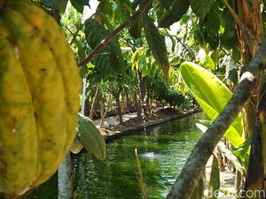 Mengintip Tumpangsari Kakao dan Kolam Ikan Nila di Kampung Cokelat Blitar Mengintip Tumpangsari Kakao dan Kolam Ikan Nila di Kampung Cokelat Blitar